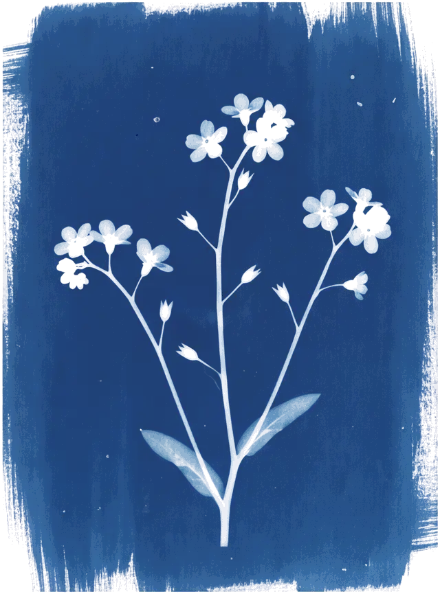 A cyanotype of forget-me-nots