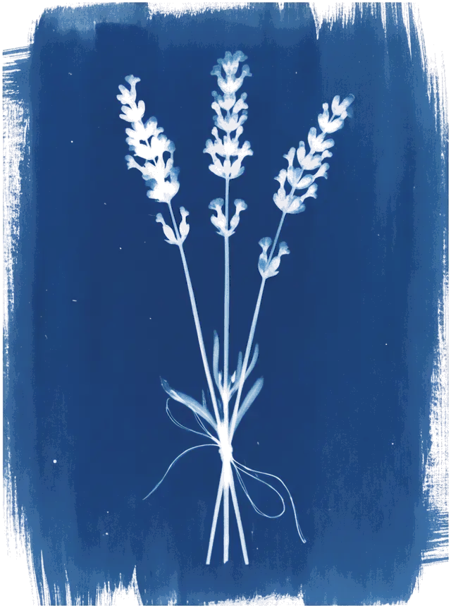A cyanotype of lavender