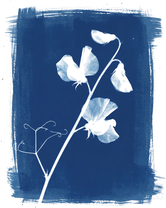 A cyanotype of a single stem of sweet pea