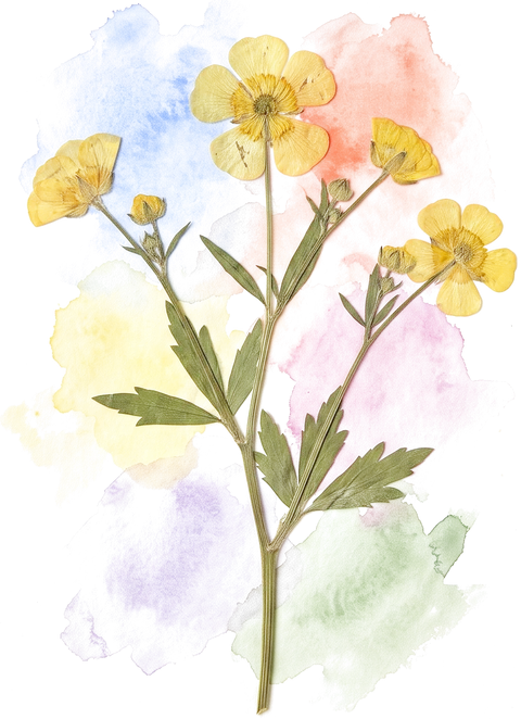 A pressed buttercup