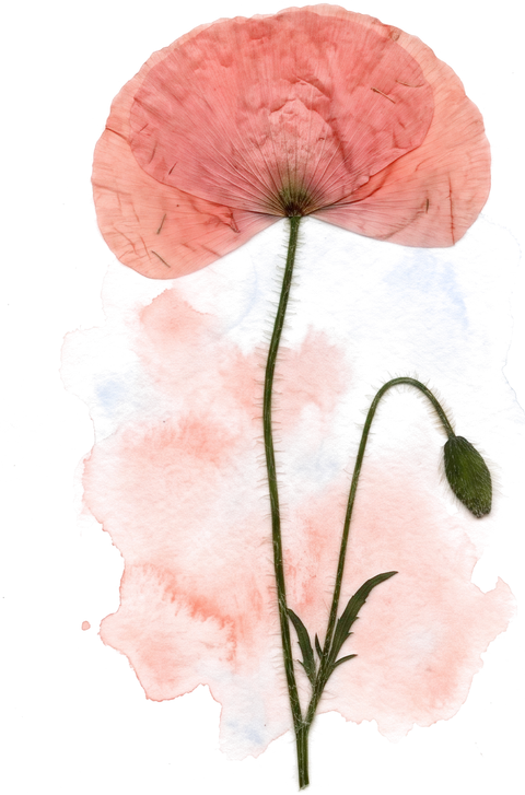 A pressed poppy